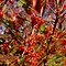 Image result for Aronia arbutifolia Brilliant
