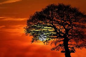 Image result for Tree Silhouette at Sunset