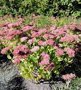 Image result for Sedum telephium ssp. ruprechtii