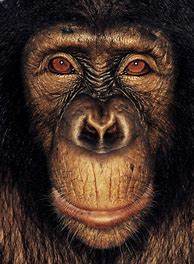 Image result for James Mollison Apes