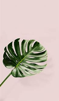 Image result for iPad Wallpaper Plants