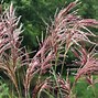 Image result for Miscanthus sin. Malepartus