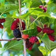 Image result for Dwarf Fruit Trees Zone 8 Best Choices