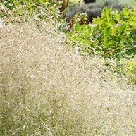 Image result for Deschampsia cespitosa Pixie Fountain