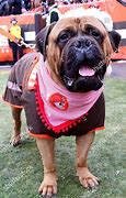 Image result for Bulldog Wearing Cleveland Browns Helmet