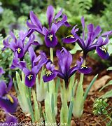 Image result for Iris George
