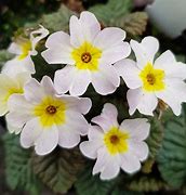 Image result for Primula Hemswell Blush