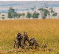 Image result for Kenya Native Animals