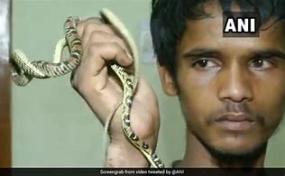 Image result for Rarest Snake