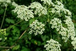 Image result for World's Deadliest Plant