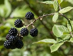 Image result for BlackBerry but Straight