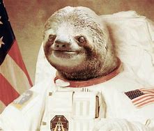 Image result for Space Sloth