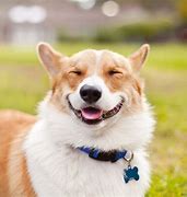 Image result for Winning Smile Dog