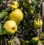 Image result for Gold Apple Tree