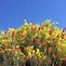Image result for Desert Ocotillo Cactus