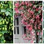 Image result for Fast Growing Climbing Flowering Vines
