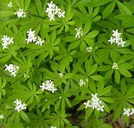 Afbeeldingsresultaten voor Galium odoratum