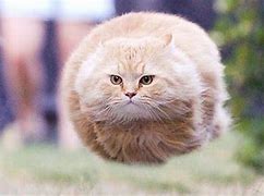 Image result for Depressed Floating Cat Meme