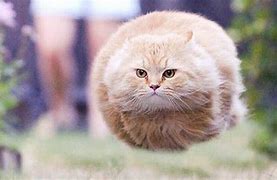 Image result for Floating White Cat Vacuum Meme