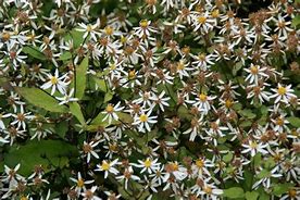 Image result for Aster divaricatus Tradescant