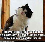 Image result for Impatient Cat Meme