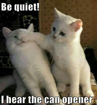 Image result for Quiet Kitten Meme