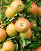 Image result for Green Pippin Apple