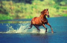 Image result for Horse Racing Screensavers