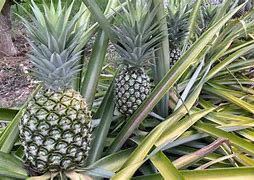 Image result for Edible Pineapple Tree
