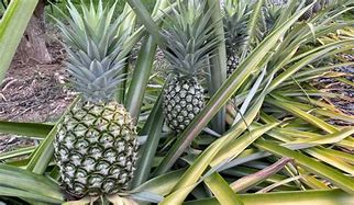 Image result for Real Lifer Pineapple