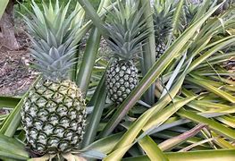 Image result for Pineapple Fruit Tree