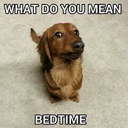 Image result for Dachshund Dog Memes
