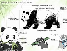 Image result for Corp Panda