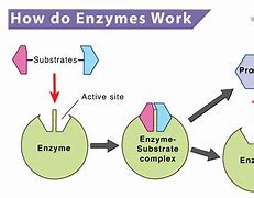 Image result for Enzyme Function Samsung Galaxy