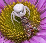 Image result for Hercules Baboon Spider