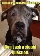 Image result for Sarcastic Dog Face