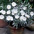 Image result for Convolvulus nitidus