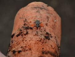Image result for "carrot-weevil"