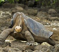 Image result for Pinta Island Tortoise