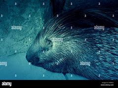 Image result for Chester Zoo Porcupine