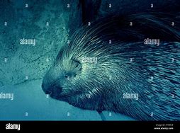 Image result for Australian Porcupine