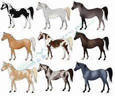 Image result for best five horses breed race