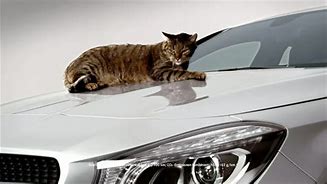 Image result for ad�cat