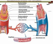 Image result for Artery and Vein Model Labeled