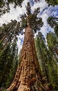 Image result for Biggest Tree in the World Next to Human