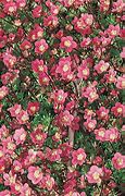 Image result for Saxifraga (A) Gaiety