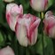 Tulipa Ballerina に対する画像結果