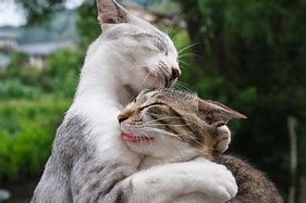 Image result for Cat Hug Wueen