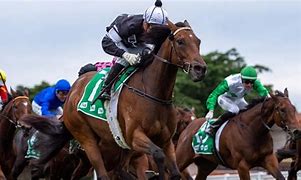 Image result for Watch Live Horse Racing Today