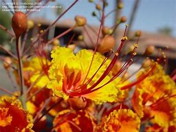 Image result for Arizona Bush with Orange Flowers
